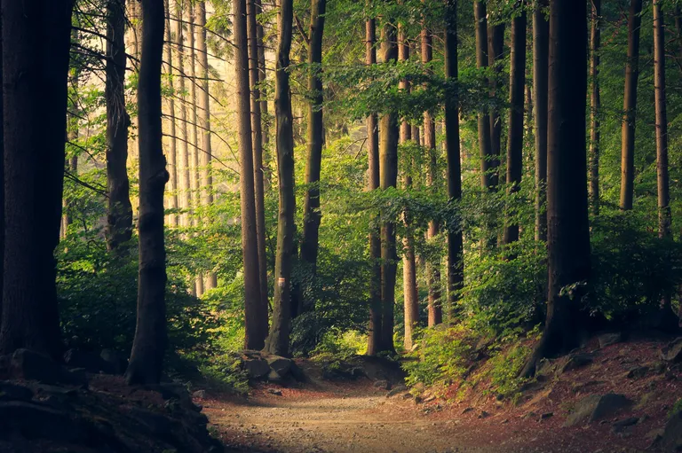Visitors trekking through Similipal forest