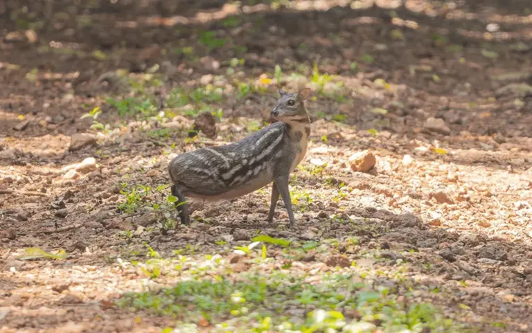 Forest road and wildlife atmosphere in Similipal Tiger Reserve