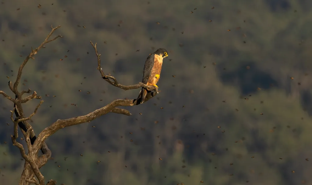 Birdwatching atmosphere in Similipal forest