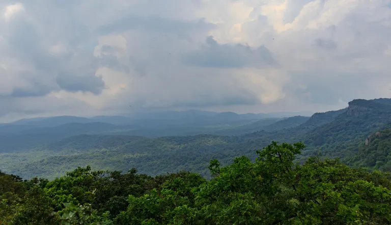 Forest edge wildlife scene in Similipal