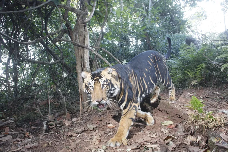 Forest road and wildlife atmosphere in Similipal Tiger Reserve